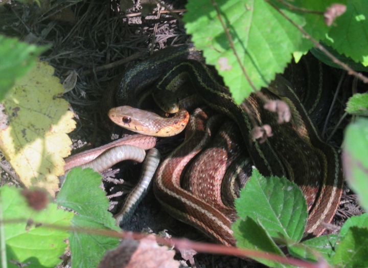 Eastern Garter Snakes